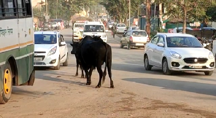 औद्योगिक क्षेत्र बद्दी बरोटीवाला नालागढ़ के लोग आवारा पशुओं से परेशान