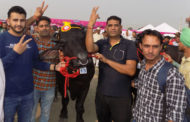 पशु पालन विभाग की ओर से सैक्टर-33 में आयोजित पशु मेला सफल रहा