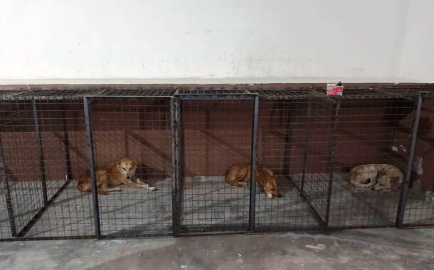 करनाल में आवारा कुत्तों की नसबंदी का काम शुरू, रोजाना 15 से 20 कुत्तों के हो रहे ऑपरेशन